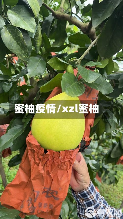 蜜柚疫情/xzl蜜柚