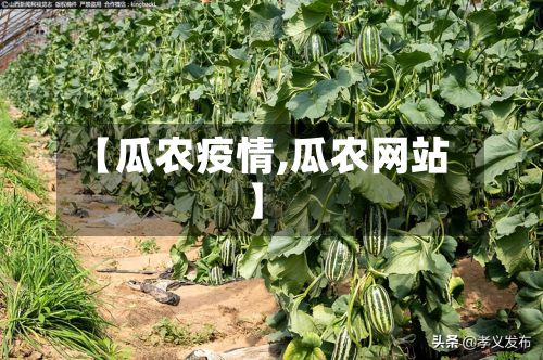 【瓜农疫情,瓜农网站】-第2张图片