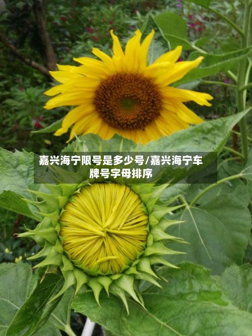 嘉兴海宁限号是多少号/嘉兴海宁车牌号字母排序