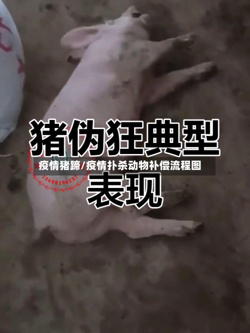 疫情猪蹄/疫情扑杀动物补偿流程图